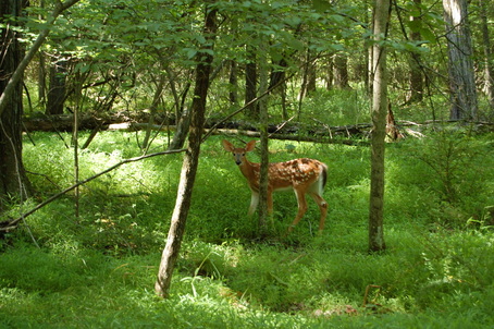 Picture of deer