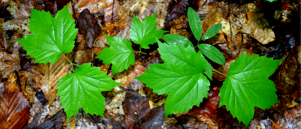 Red Maple seedlings