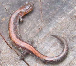 Salamander