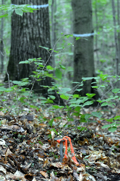 Permanent plots allow repeated measures of the condition for forest health across the state.