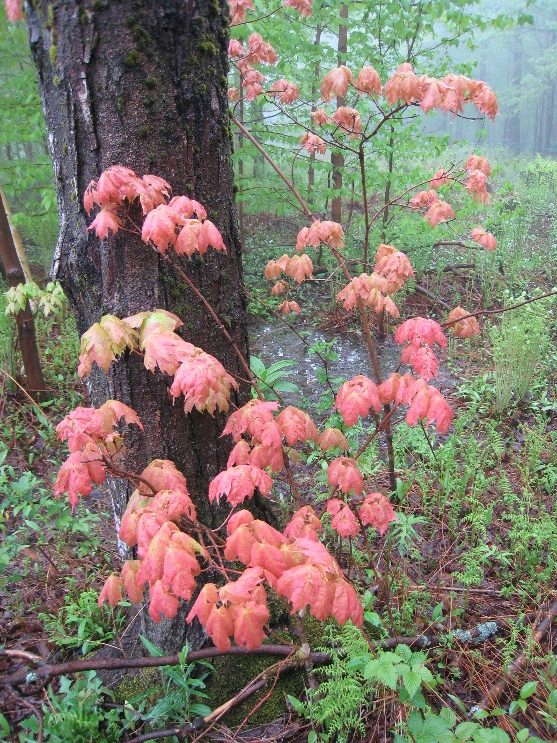 Monitoring subtle changes in phenology can serve as an indicator of larger changes that can cascade through forest ecosystems.