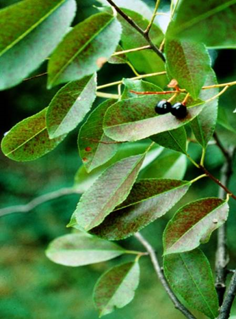 Ozone damage on black cherry. Photo by John Skelly courtesy St. Louis Ozone Garden. 