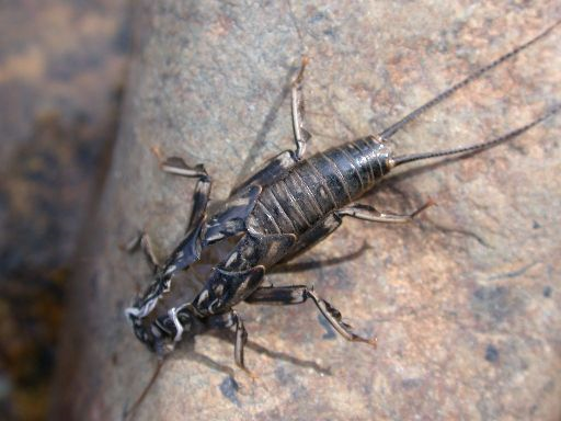 Exuviae of a recently emerged stonefly, an indicator of good water quality.