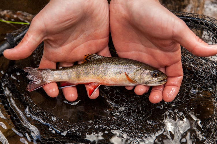 Measuring Fish