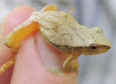 Spring Peeper on finger. 