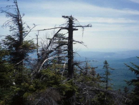 Dead alpine tree