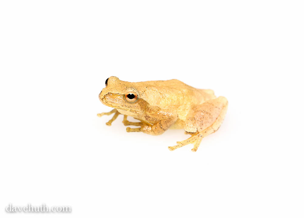 Spring Peeper on finger. 