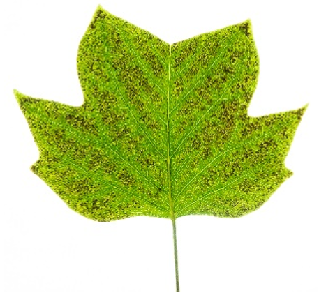 Tulip tree leaf with ozone damage.