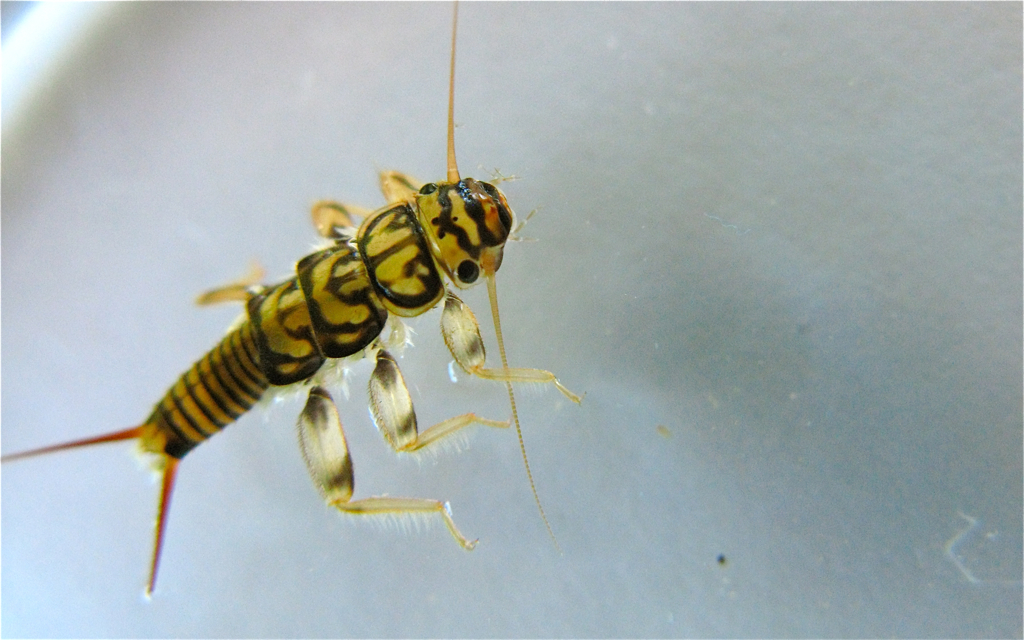 Stonefly nymph, order Plecoptera.