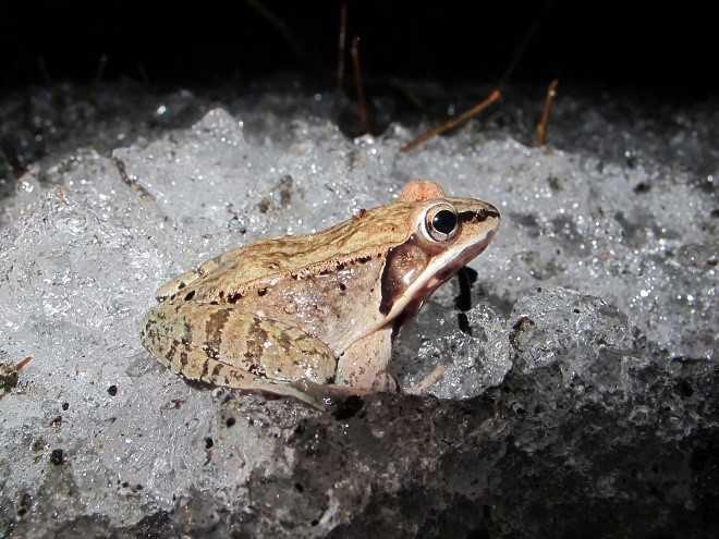 Variable temperatures may eventually affect phenological adaptations, potentially increasing vulnerability to insects, diseases, and may have an adverse impact on major agricultural crops in Vermont such as apples and sugar maples (Grubinger, 2011; Rustad, 2012).