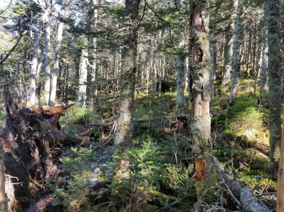 Photo inside a mossy northeastern forest.