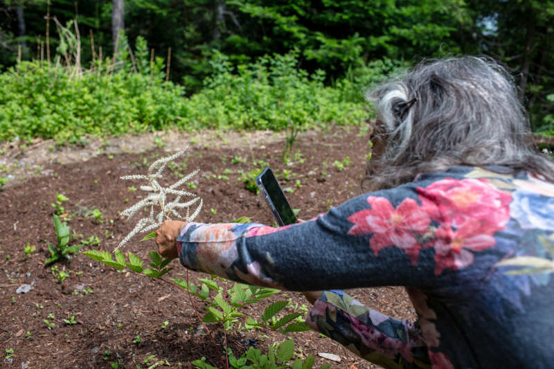 person with long hair using iNaturalist to identify a small plant on the ground.