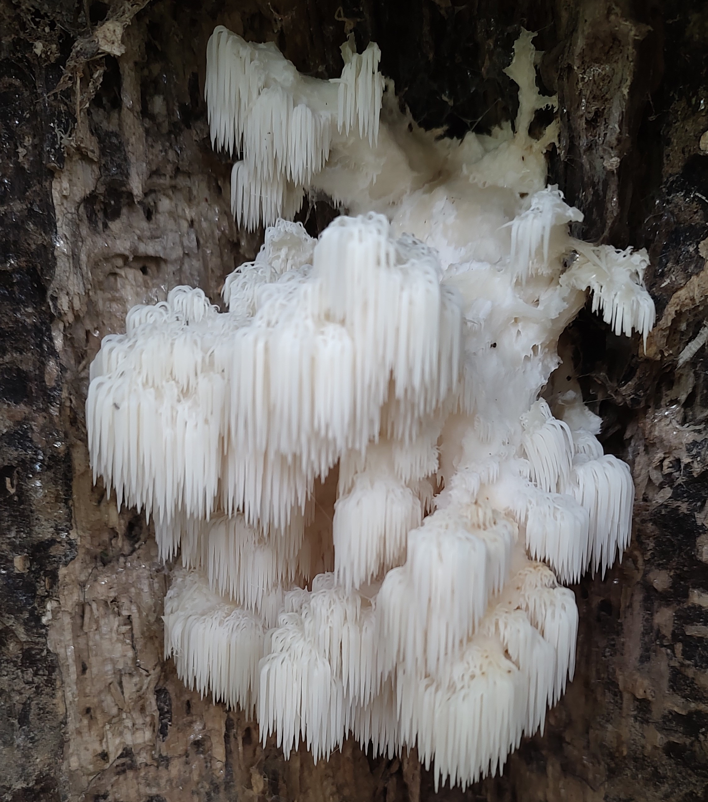 Hericium americanum