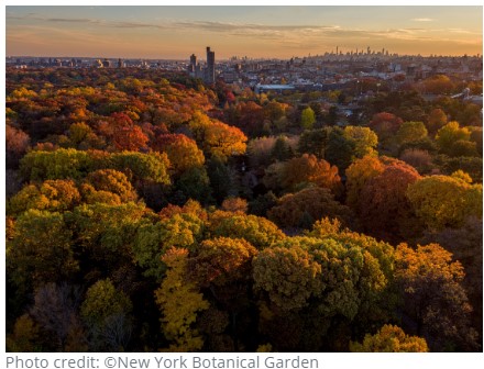 View of forest with New York City in the background