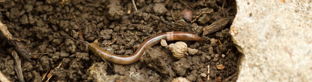 banner image of jumping worm