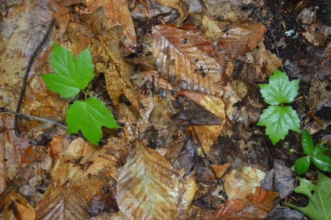 Understory Seedlings