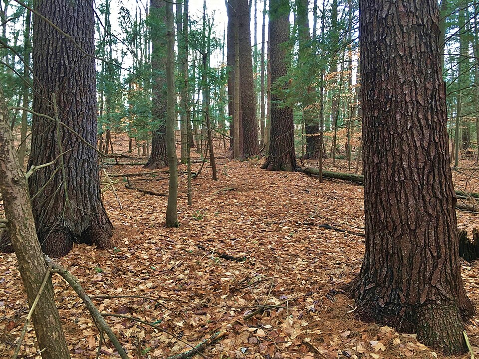 Image of trees in Belden Forest, Simsbury CT
