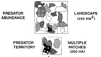 Thumbnail for Habitat features associated with predation of New England cottontails: what scale is appropriate?