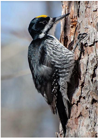 Thumbnail for Maine Audubon, foresters work to protect critical bird habitat