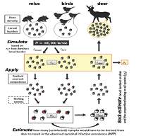 Thumbnail for High burdens of Ixodes scapularis larval ticks on white-tailed deer may limit Lyme disease risk in a low biodiversity setting