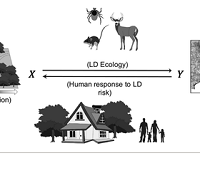 Thumbnail for Missing the people for the trees: Identifying coupled natural–human system feedbacks driving the ecology of Lyme disease