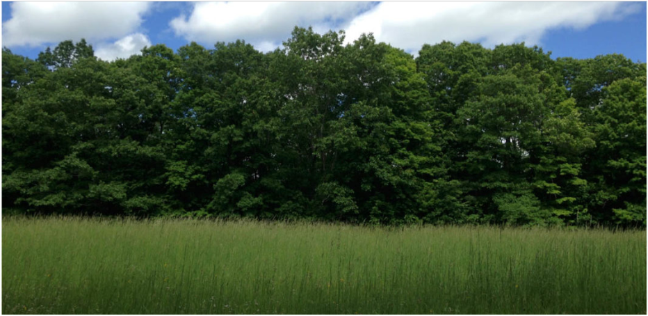 Thumbnail for Tree Productivity Enhanced with Conversion from Forest to Urban Land Covers