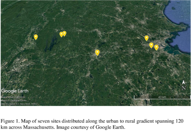 Thumbnail for Effects of air quality, urbanization, and fragmentation on aboveground carbon storage of temperate forest ecosystems