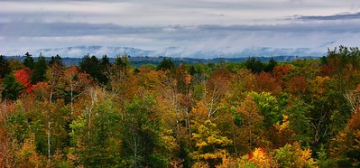 Thumbnail for Sustaining forests through social, environmental, and community psychology constructs