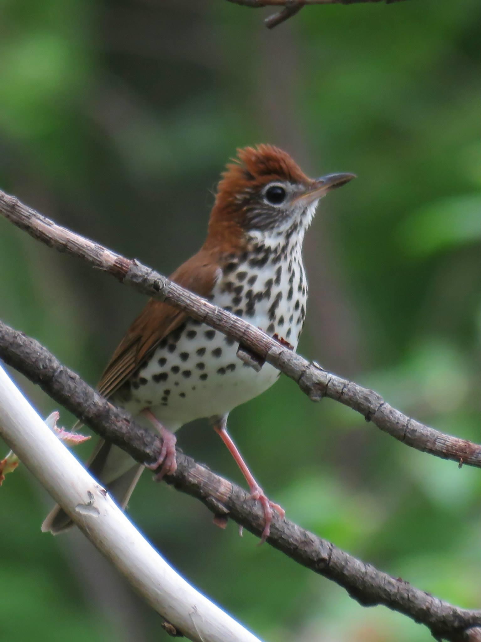 Thumbnail for Improving the Quality of Connecticut’s Forests for Birds and Wildlife