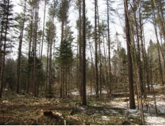 Thumbnail for Forests of New Hampshire, 2016