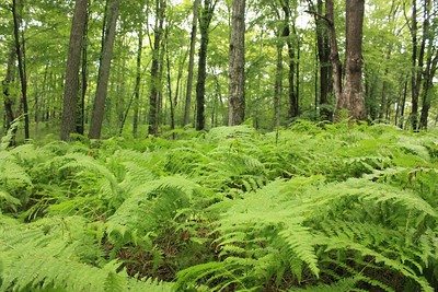 Thumbnail for The Effects of Forestland Parcelization and Ownership Transfers on Nonindustrial Private Forestland Forest Stocking in New York