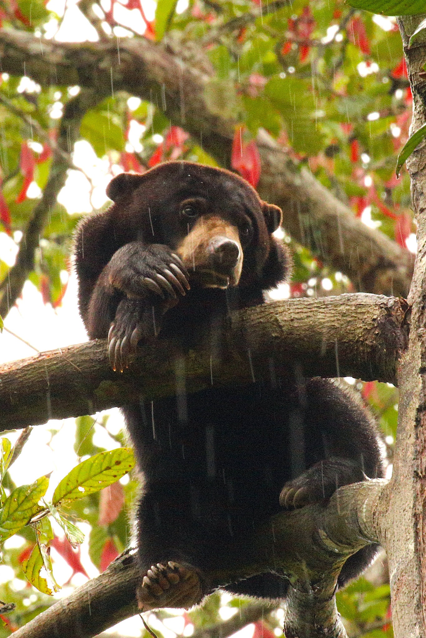 Thumbnail for Fractured Forests Are Endangering Wildlife, Scientists Find