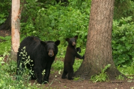 Thumbnail for Resources for Kids, Adults & Landowners