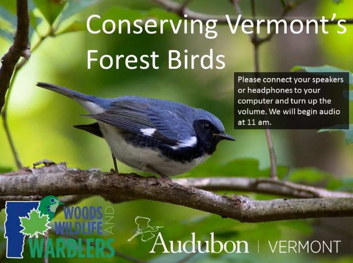 Thumbnail for Webinar: Conserving Vermont’s Forest Birds