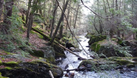 Thumbnail for Connecticut's Forest Health