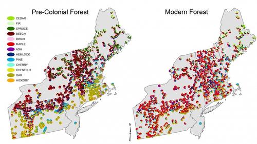 Thumbnail for Lush And Leafy Forests Will Need Protection