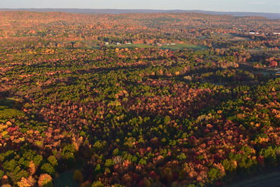 Thumbnail for Nonnative Vegetation Dynamics in the Understory of a Fragmented Temperate Forest