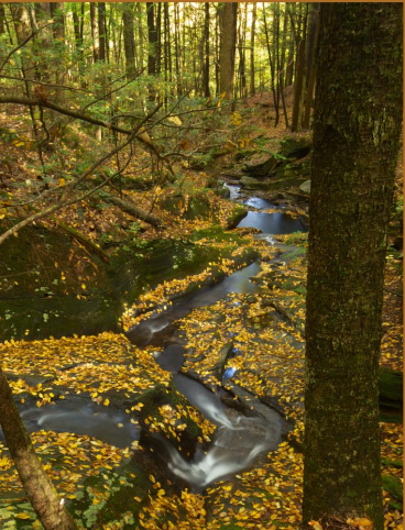 Thumbnail for Maintiaining The Integrity of Forests and Water Quality: Challenges and Opportunities