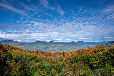 Thumbnail for Birds at Log Landings in the White Mountain National Forest, New Hampshire