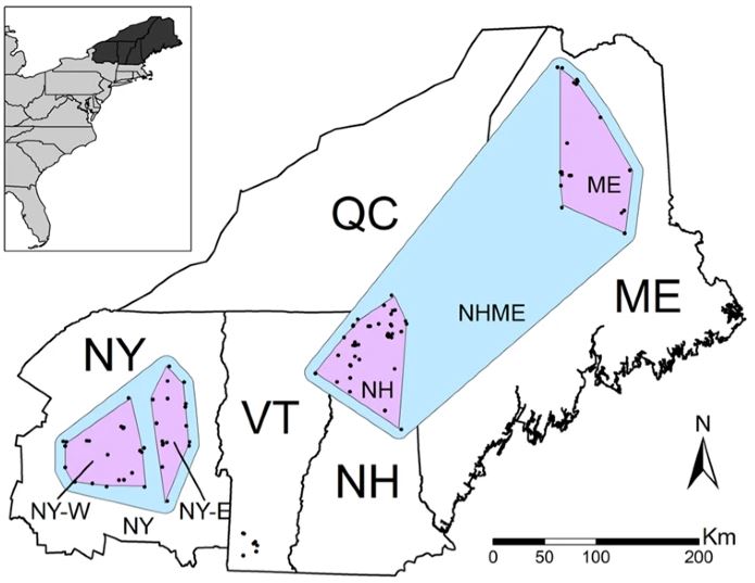 Thumbnail for Multiscale landscape genetics of American marten at their southern range periphery