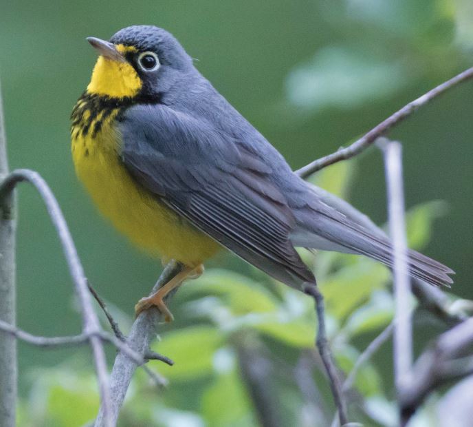 Thumbnail for Managing Forests For Birds: A Forester’s Guide