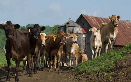 Thumbnail for Working Landscape: Agriculture and Forestry