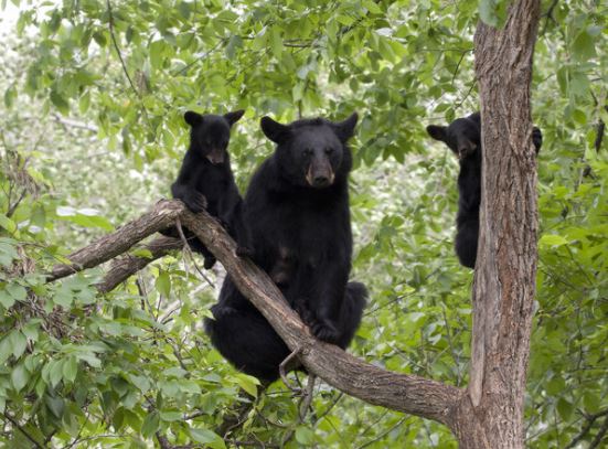 Thumbnail for Threats to Vermont’s Wildlife