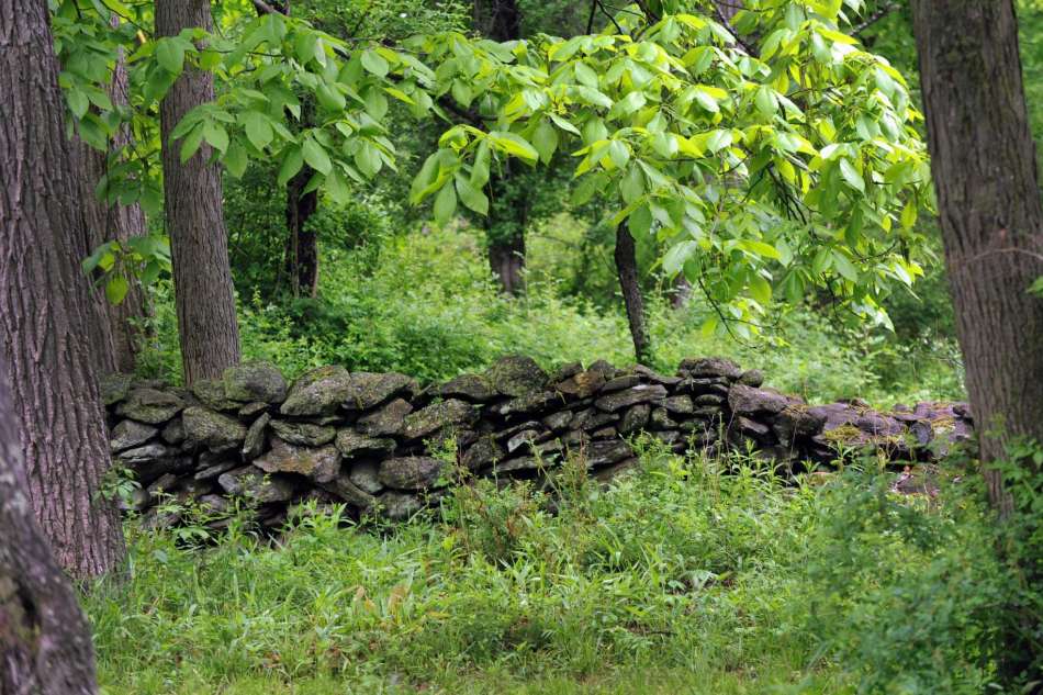 Thumbnail for Report: Connecticut’s Forests are in Jeopardy