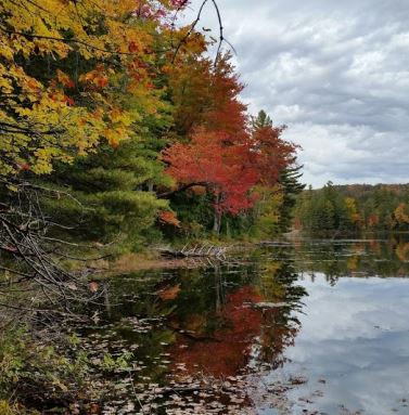 Thumbnail for Connecticut’s 2020 Forest Action Plan DRAFT