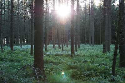 Thumbnail for Effects of Terrestrial Transport Corridors and Associated Landscape Context on Invasion by Forest Plants