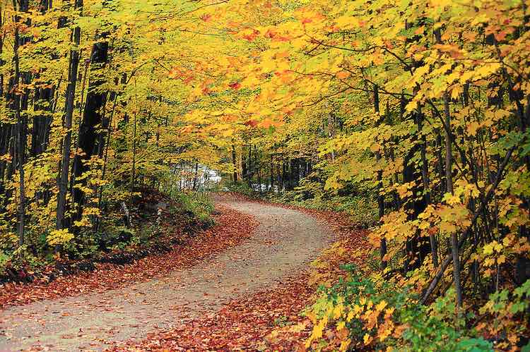 Thumbnail for Harvard Report: New England Losing 24,000 Acres of Forest a Year