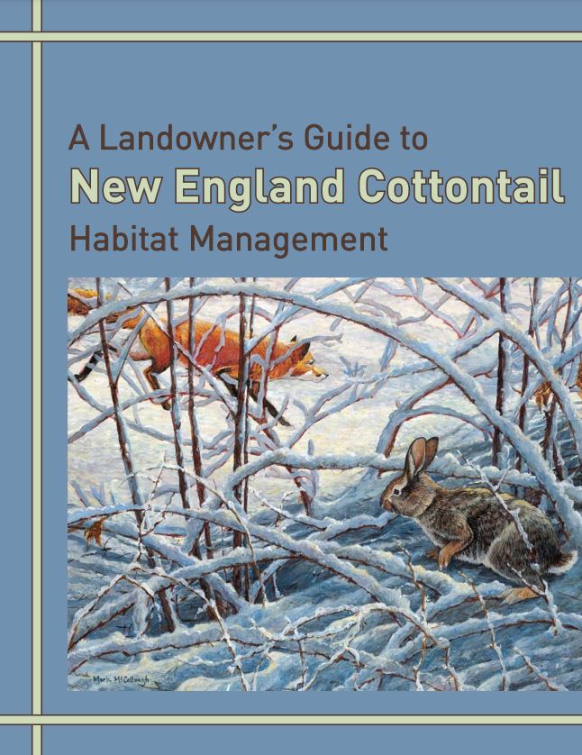 Thumbnail for A Landowner’s Guide to New England Cottontail Habitat Management