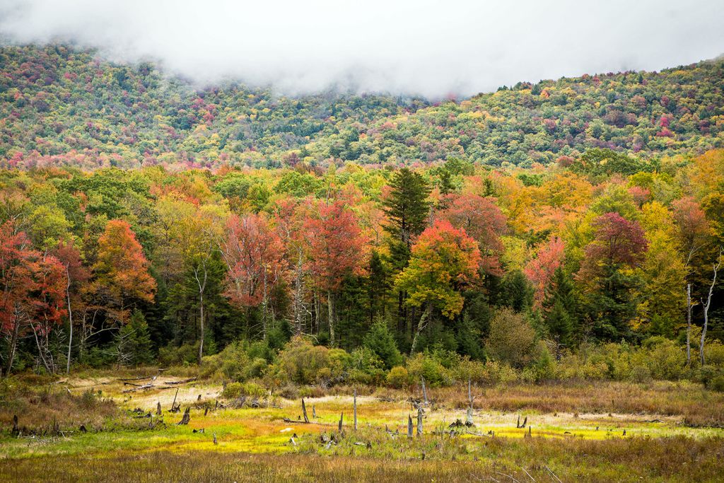 Thumbnail for How the Forests in New England are Connected to Forests Everywhere