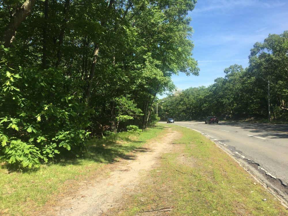 Thumbnail for Urban forests may store more carbon that we though, study finds